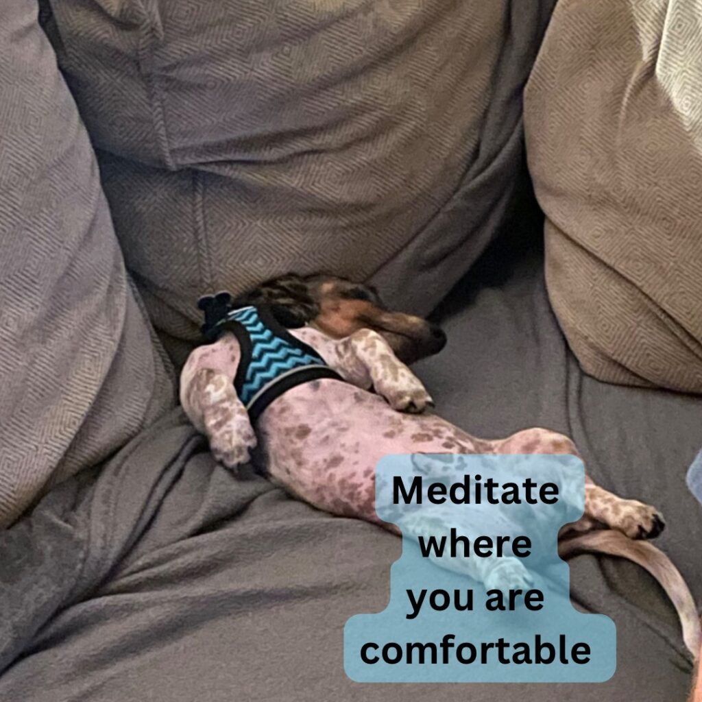 Meditation
comfortable
dachshund
grounding breath