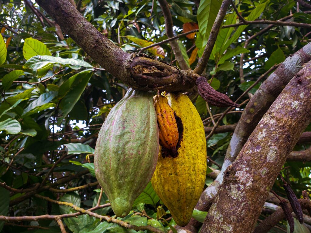 Cacao pod